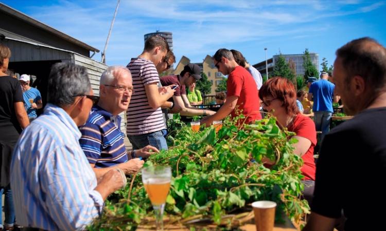 Hopplukkers bij de Maximus brouwerij